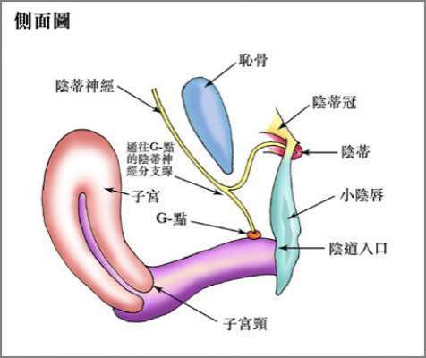 两性