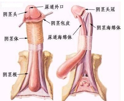 两性