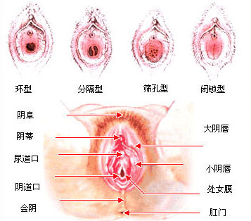 两性