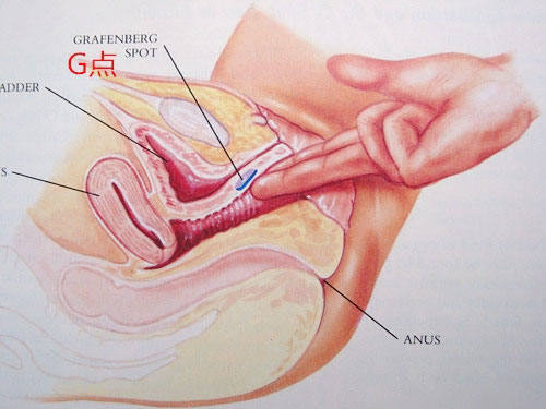女性高潮阴道“射精”过程全解析