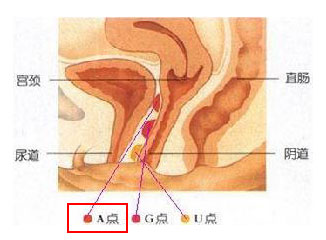 看图：比G点更刺激的A点U点在哪