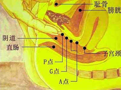 两性