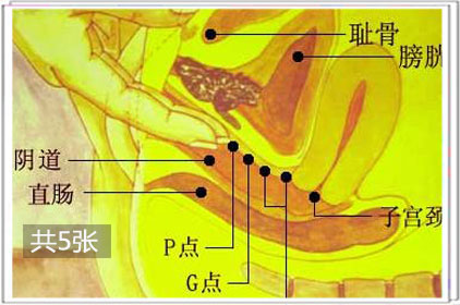 女性私密处的大小