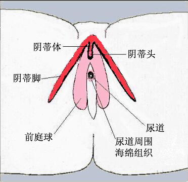 两性