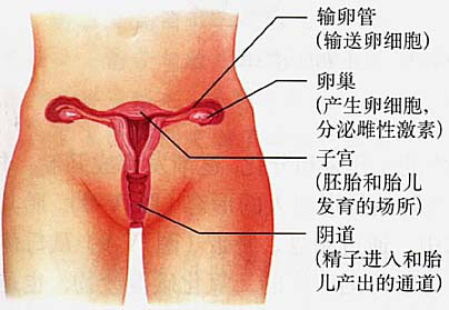 性交时女性私处7个奇妙生理反应