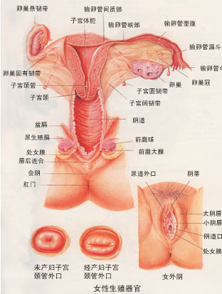 未经人事处女与已婚熟女阴部区别(罕图)