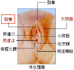 做爱时阴道会何会发出“噗噗”声