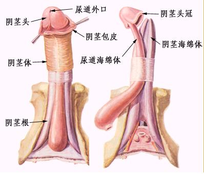 两性