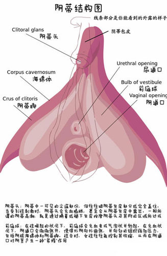 详解女性阴蒂阴道口的位置(高清图)