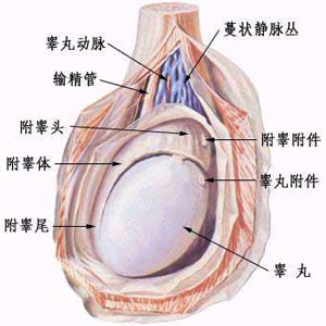 两性