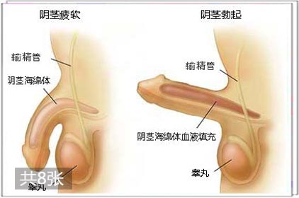 两性