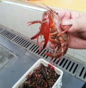 扬州地产龙虾干净得多 饭店称烹饪得法可保龙虾干净