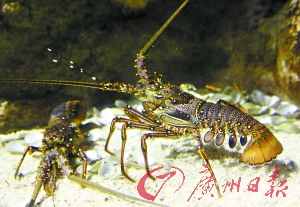 全程关注锦绣龙虾蜕壳　让你饱眼福