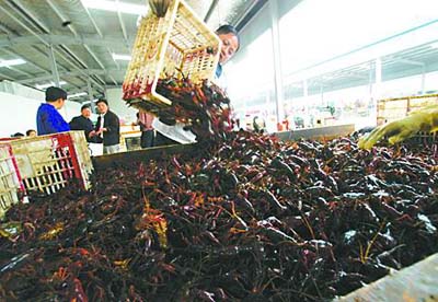 又到龙虾季 上海每天吃掉50吨龙虾